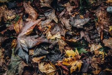 Autumn