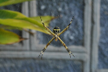 Argiope argentata (