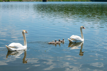 pair of swans with little swans