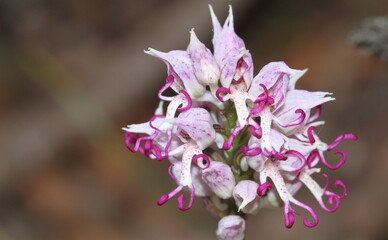 close up of a wild orchid