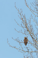Buzzard in the sunshine sitting and watching from a tree in Sweden, Europe