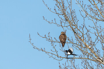 Magpie trying to chase away buzzard from a tree. Winter day in Sweden, Europe