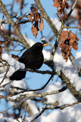 Beautiful blackbird in the sun. Snowy tree with withered leaves.
