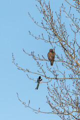 Magpie trying to chase away buzzard from a tree. Winter day in Sweden, Europe