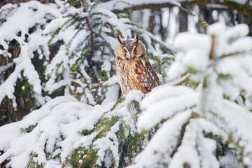 owl sits among the snowy spruce branches