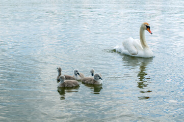 pair of swans with little swans