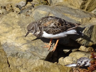ARENARIA INTERPRES.  AVE EN PAISAJES ROCOSOS DE COSTA.