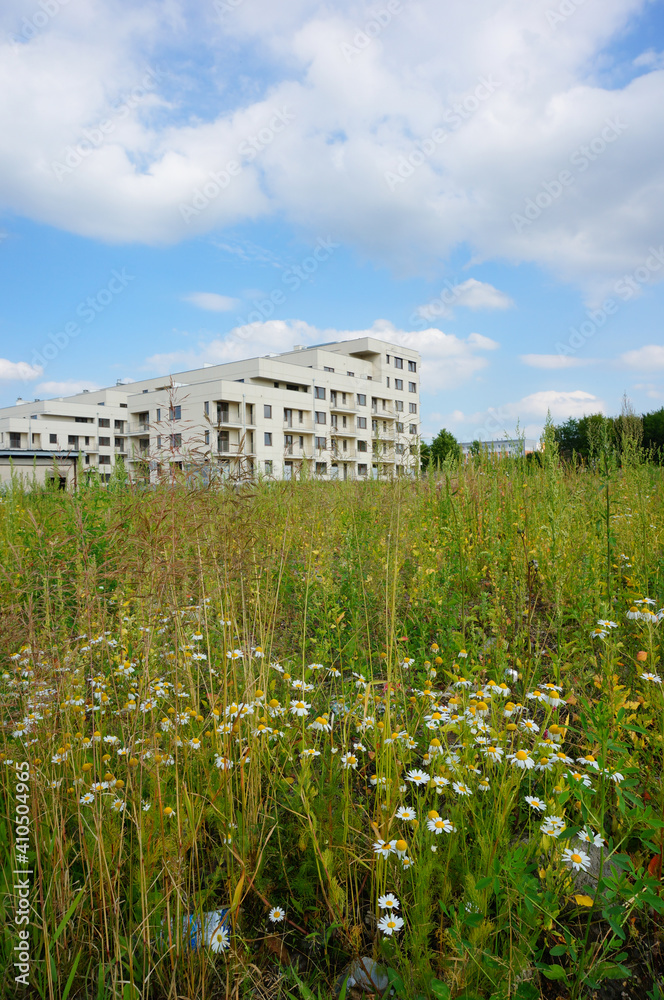 Poster Vertical shot of a chamomile meadow near a residential complex