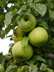 MANZANAS VERDES AÚN EN EL ÁRBOL. FRUTA FRESCA. ÁRBOL FRUTAL CON HOJAS Y FRUTA DE COLOR VERDE.