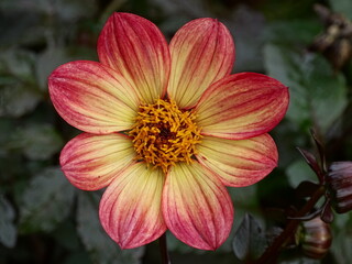 HERMOSA FLOR DE DALIA. DAHLIA. CABEZA DE FLOR RODEADA DE HOJAS OSCURAS.