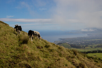 Vacas nos A&ccedil;ores