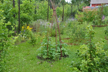 Bean teepee in a green permaculture garden