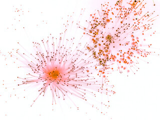 light painting blanc noir étoile galaxie feu d'artifice fibre optique