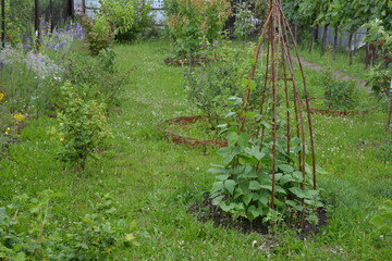 Bean teepee in a green permaculture garden