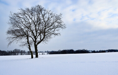 Lonely snowy tree in the middle of a field