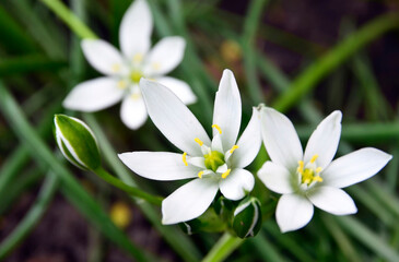 Obraz na płótnie Canvas Ornithogalum umbellatum or Grass lily flower in a spring garden.Selective focus.