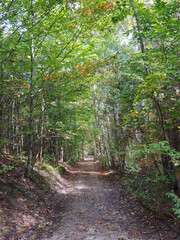 Fototapeta premium Trail 2