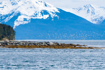Naklejka premium A flock of gulls flying along the coast of Alaska with snow-capped mountains in the background