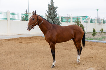 brown, red Akhal-Teke horse. racehorse. Turkmenistan