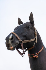 Young Akhal-Teke horse. racehorse. Turkmenistan