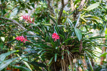 Aechmea distichantha, the Brazilian vaseplant, or vase plant