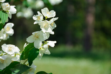 flowering tree, white flowers on the tree