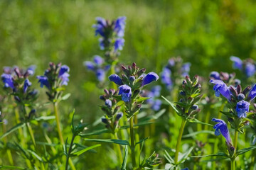 Morning field background with wild flowers. Wild flowers in a meadow nature.