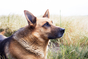 Proud German shepherd lying down in the grass