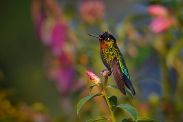 Fototapeta na wymiar Fiery-throated Hummingbird - Panterpe insignis medium-sized hummingbird breeds only in the mountains of Costa Rica and Panama, orange breast, sitting in the middle of flowers