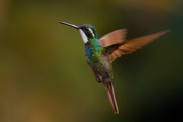 Fototapeta na wymiar White-throated Mountain-gem - Lampornis castaneoventris flying hummingbird, breeds in the mountains of Panama, in southern Costa Rica gray-tailed mountaingem cinereicauda, violet head, green breast