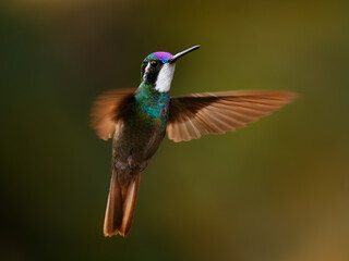 Fototapeta premium White-throated Mountain-gem - Lampornis castaneoventris flying hummingbird, breeds in the mountains of Panama, in southern Costa Rica gray-tailed mountaingem cinereicauda, violet head, green breast