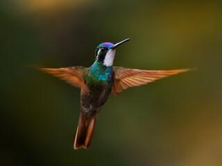 White-throated Mountain-gem - Lampornis castaneoventris flying hummingbird, breeds in the mountains of Panama, in southern Costa Rica gray-tailed mountaingem cinereicauda, violet head, green breast