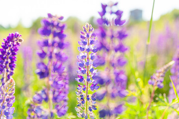 Beautiful blooming lupine flowers in spring time. Field of lupines plants background. Violet wild spring and summer flowers. Gentle warm soft colors selective focus, blurred background