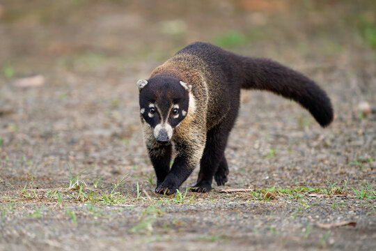 White-nosed Coati - Nasua narica, known as the coatimundi, family Procyonidae (raccoons and relatives). Spanish names for the species are pizote, antoon, and tejon. Long tails up