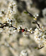 ladybug on a branch of blossoming cherries
