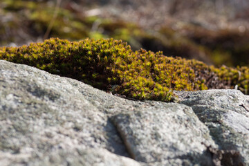 Moss on a rock