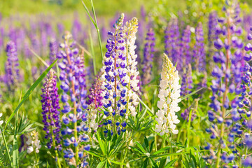Obraz premium Beautiful blooming lupine flowers in spring time. Field of lupines plants background. Violet wild spring and summer flowers. Gentle warm soft colors selective focus, blurred background