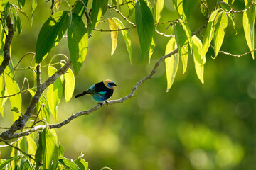 Golden-hooded Tanager - Tangara larvata medium-sized passerine bird, resident breeder from Mexico south to Ecuador, black and blue and orange colorful plumage, green background