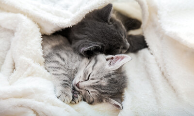 Obraz na płótnie Canvas Couple cute tabby kittens sleeping on white soft blanket. Cats rest napping on bed. Feline love and friendship on valentine day. Comfortable pets sleep at cozy home. Long web banner with copy space