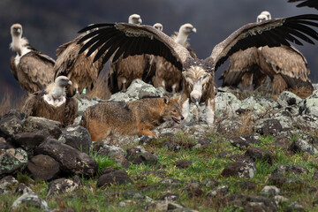 Griffon vultures and golden jackal in the Rodopi mountain range. Vultures are fighting with jackal on the rock. Two scavengers have a conflict.