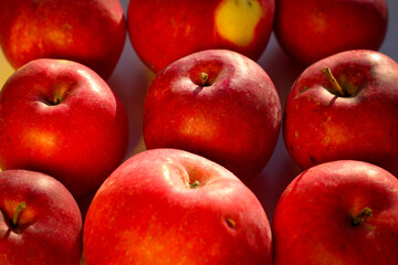 Several ripe red apples stand on a white background illuminated by rays of the sun