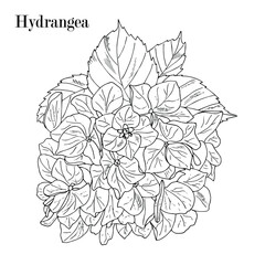 hydrangea, hortensia flower bouquet. Hand drawing outline, sketch, isolated on white.