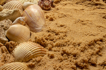 seashells and beach stones on the sand on a sunny day. Marine items on a beach while on vacation.
