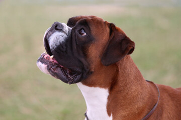 Fototapeta premium Boxer