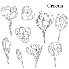 flowers crocus hand drawing ink, outline, sketch. Spring flowers, black and white drawing.