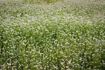 Buckwheat (also know Fagopyrum Mill)  field covered with snow-white bloom