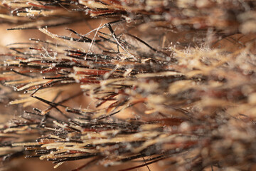 Macro de un cepillo de barba 2