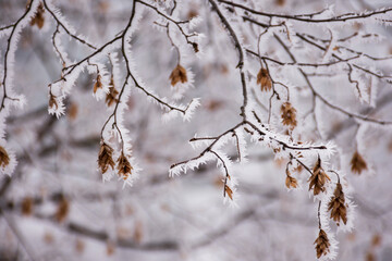 Frozen branches