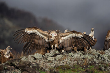 Griffon vultures in the Rodopi mountain range. Vultures are warming on the rock. Vultures spread the wings. 