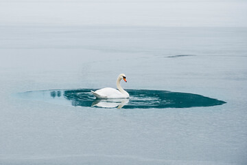 Swan in a frozen lake